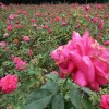 供豐花，紅帽月季，