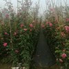 供大花，藤本月季