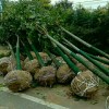 供國槐，欒樹楓楊