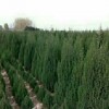 供河南檜，蜀檜雪松