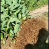 桂木苗