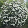 庭院薔薇