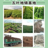 爬山虎，五葉地錦專攻