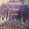 紅葉碧桃，太陽李。