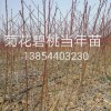 菊花碧桃，太陽李