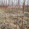 太陽李，菊花碧桃
