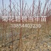 紅葉碧桃，菊花碧桃