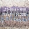 紅葉碧桃，菊花碧桃