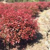 紅葉石蘭球