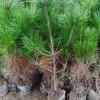 油松營養缽500萬顆