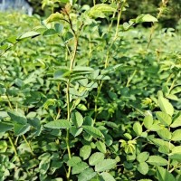 薔薇花