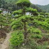 大量供應造型羅漢松