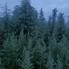 雪松，蜀檜，