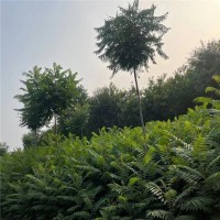 火炬樹
