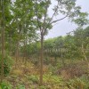 黃山欒樹 苗圃直供