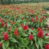 壹枝筆綠葉，紅葉
