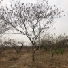 供應15公分合歡