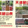 五葉地錦