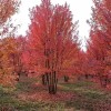叢生美國(guó)紅楓