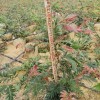 紅絨球