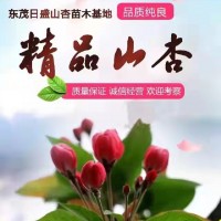 15公分山杏樹價格