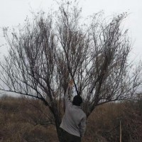 大小叢生檉柳