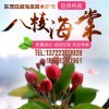 20公分八棱海棠樹