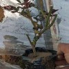 營養(yǎng)杯月季