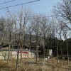 七葉樹