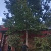 七葉樹