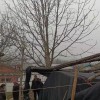 七葉樹