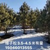樟子松，白樺，白仟
