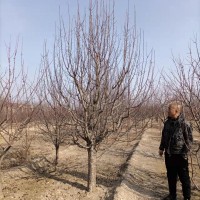 10公分八棱海棠樹