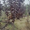 紫葉稠李