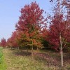 美國紅楓