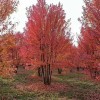 叢生美國紅楓