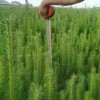 樟子松杯苗