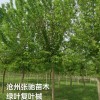 復葉槭
