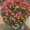 月季花球