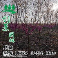 獨桿紫荊