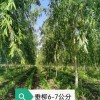 柳樹出售各種規格柳樹