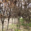 5-6公分紅葉李
