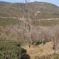 中國(guó)紅楓