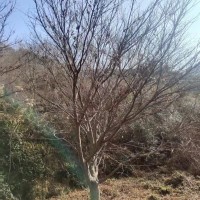 中國(guó)紅楓