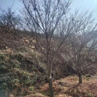 中國紅楓