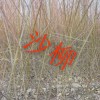 沙柳(毛柳，烏柳)