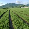 2一2四年云杉換床苗
