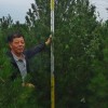 2到4米白皮松油松